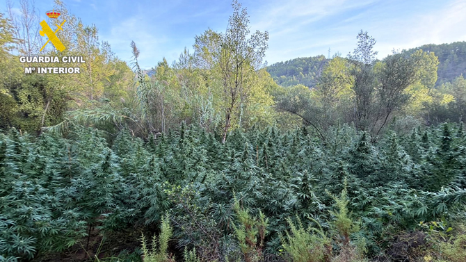 Más de 4.000 plantas de marihuana en el Alto Mijares