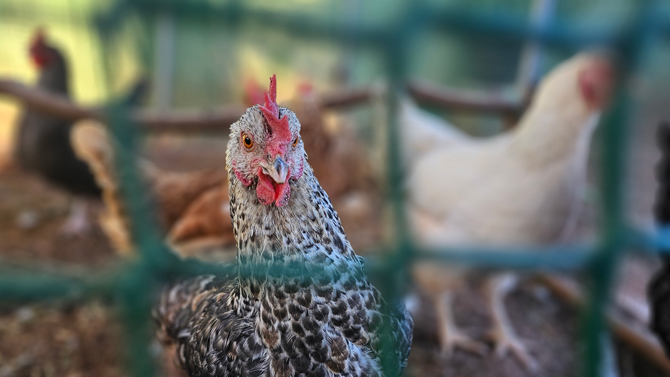 Lo que necesitas saber sobre la gripe aviar