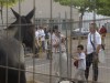 Fira Sant Miquel 2011